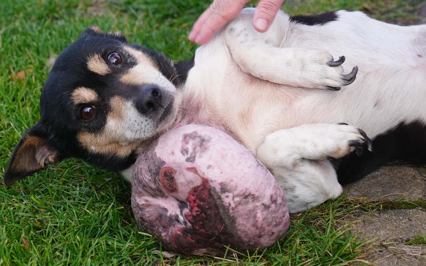 
        Pies leżący na trawie, z wyraźnym uśmiechem.
    