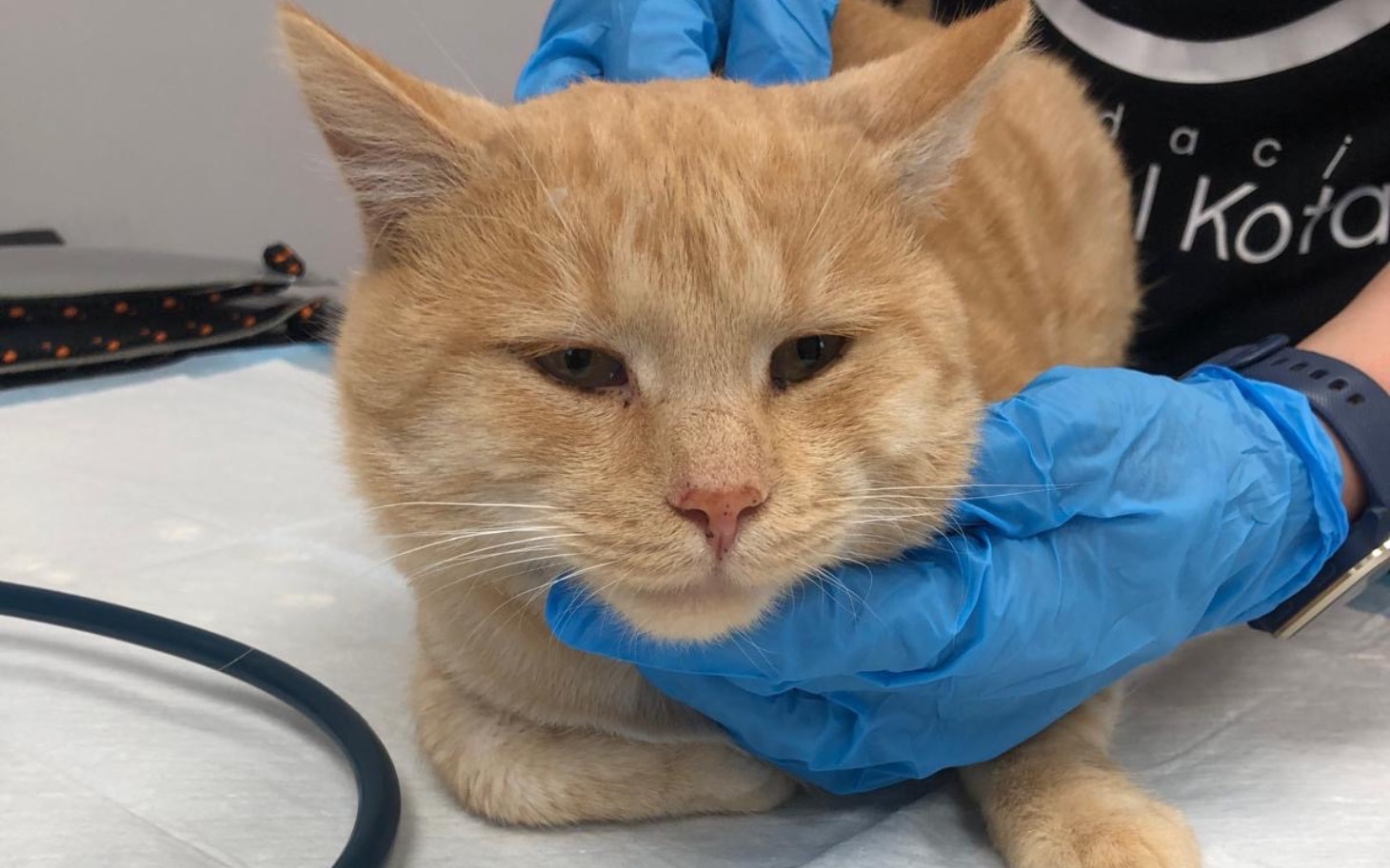 
        Rudy kot na wizycie u weterynarza, zrelaksowany.
    