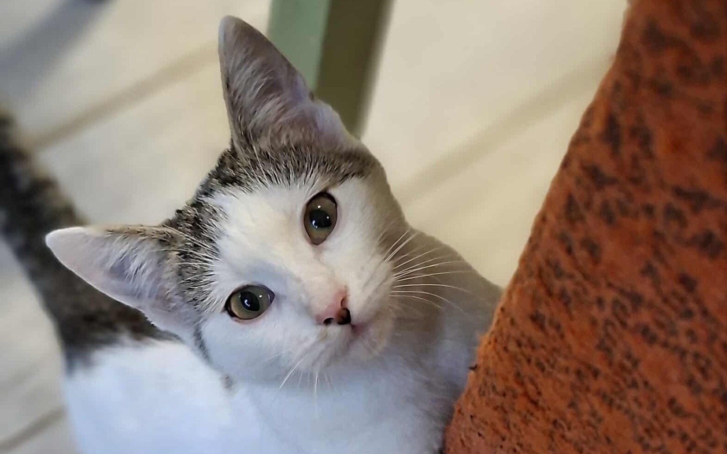 
        Kot z ciekawym spojrzeniem, siedzący obok pomarańczowej ściany.
    