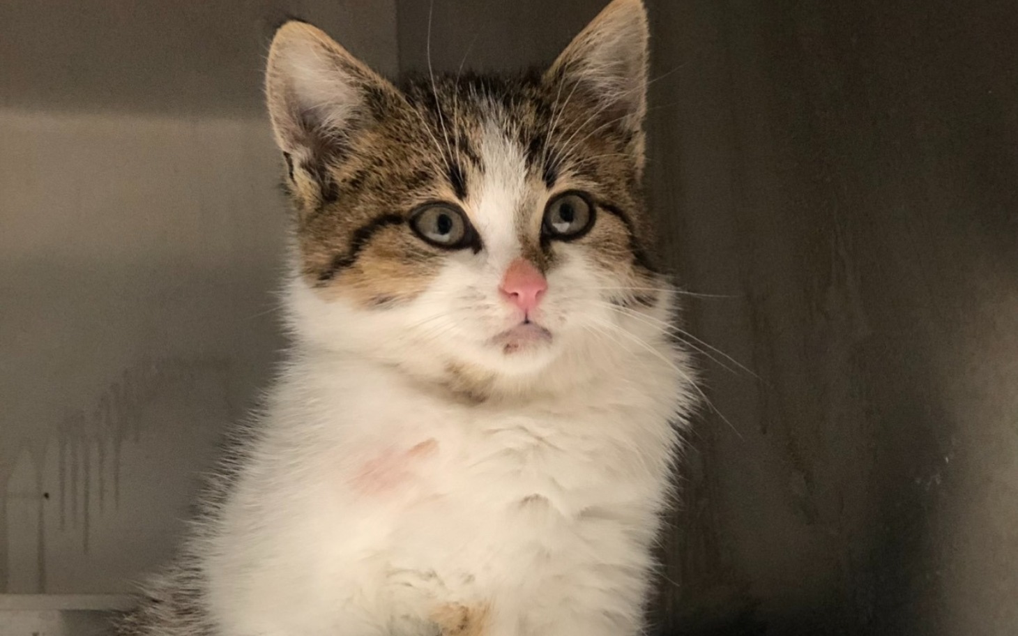 
        Kotek z wyrazistymi oczami, siedzący w klatce.
    