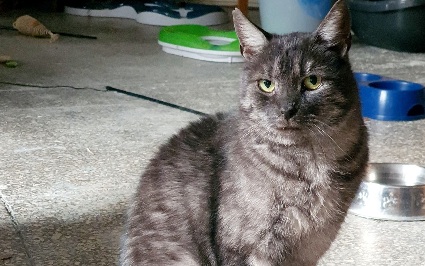 
        Szary kot siedzący w pomieszczeniu, z wyrazem skupienia.
    