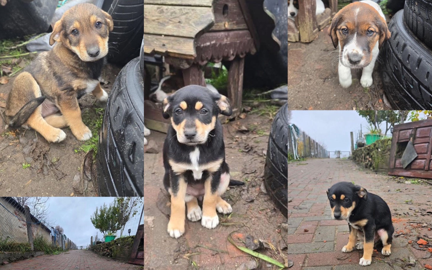 
        Słodkie szczeniaki bawiące się na podwórku.
    