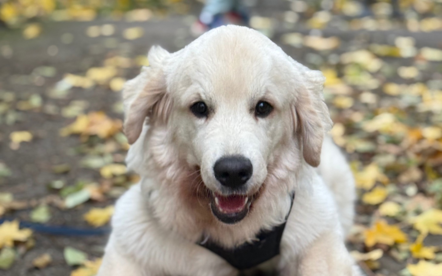 
        Słodki złoty retriever wśród opadłych liści.
    