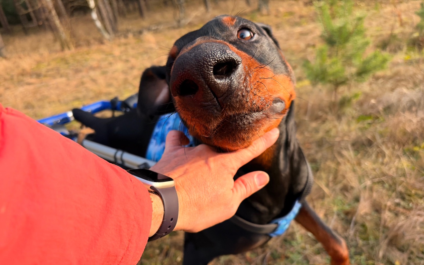 
        Pies zbliża się do właściciela w lesie.
    