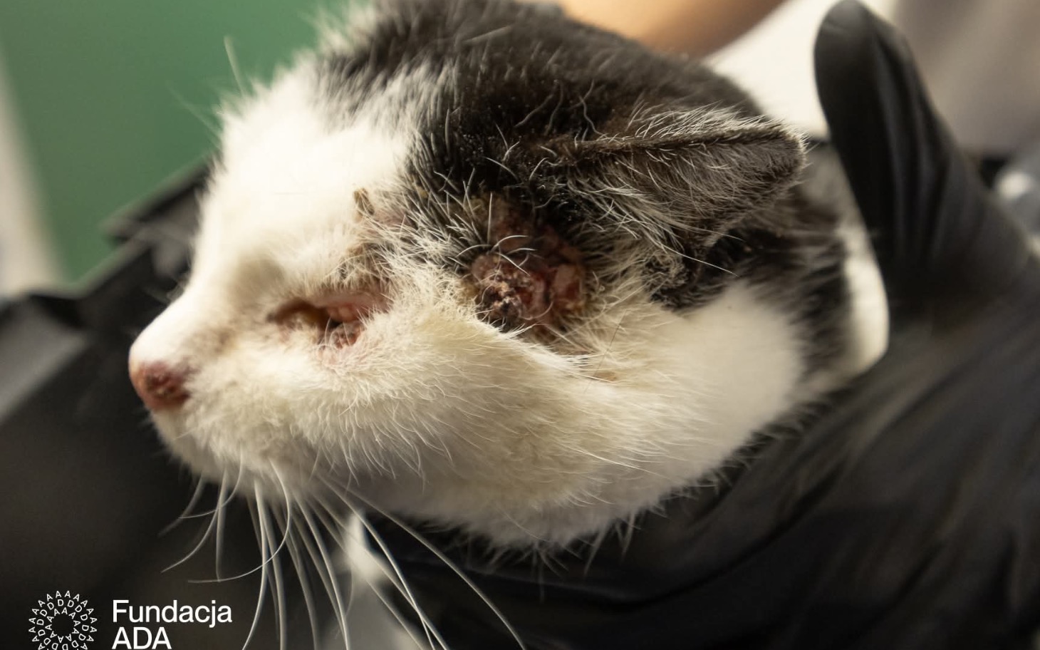 
        Chory kot w rękach weterynarza, potrzebujący pomocy.
    