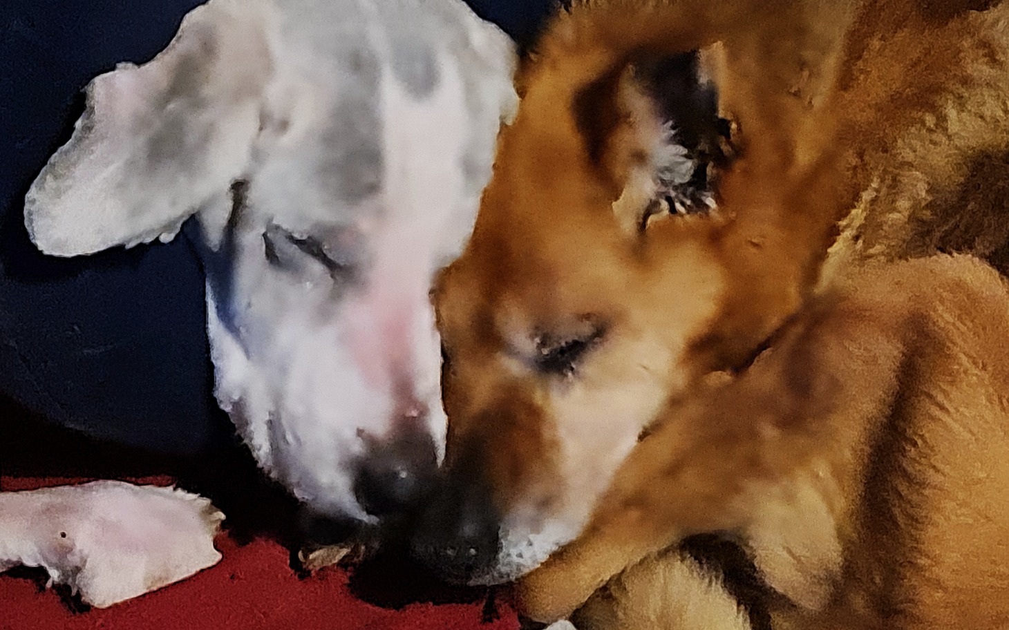 
        Dwa psy śpiące blisko siebie, okazując przyjaźń.
    