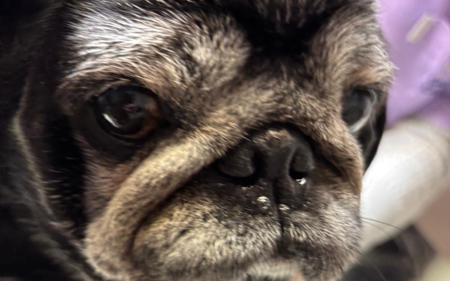 
        Zbliżenie na uroczego psa rasy mops, z wyrazistymi oczami i zmarszczkami.
    