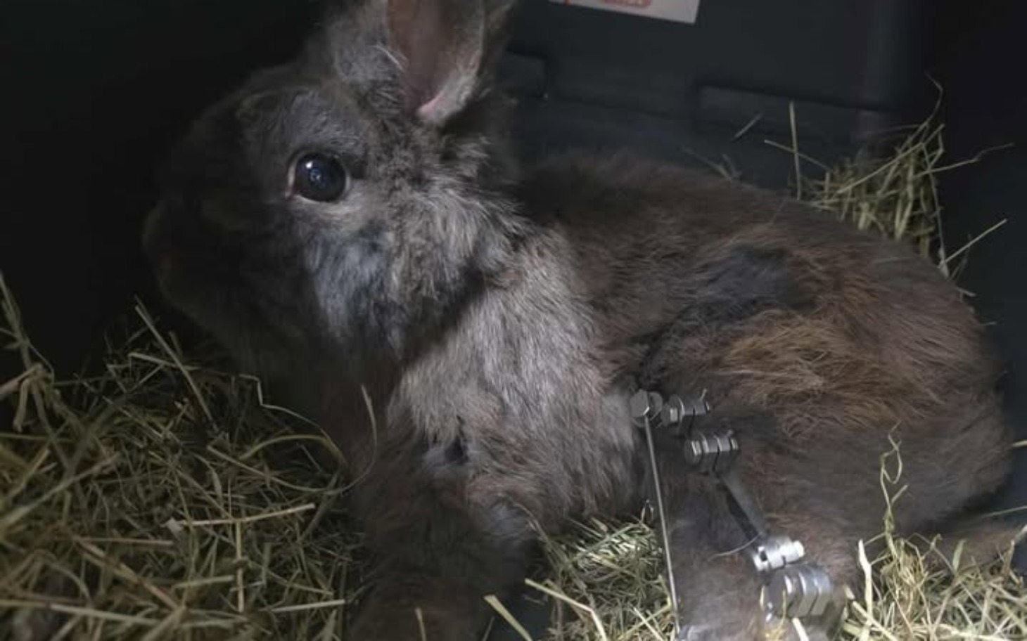 
        Królika leżącego w klatce, otoczonego sianem.
    