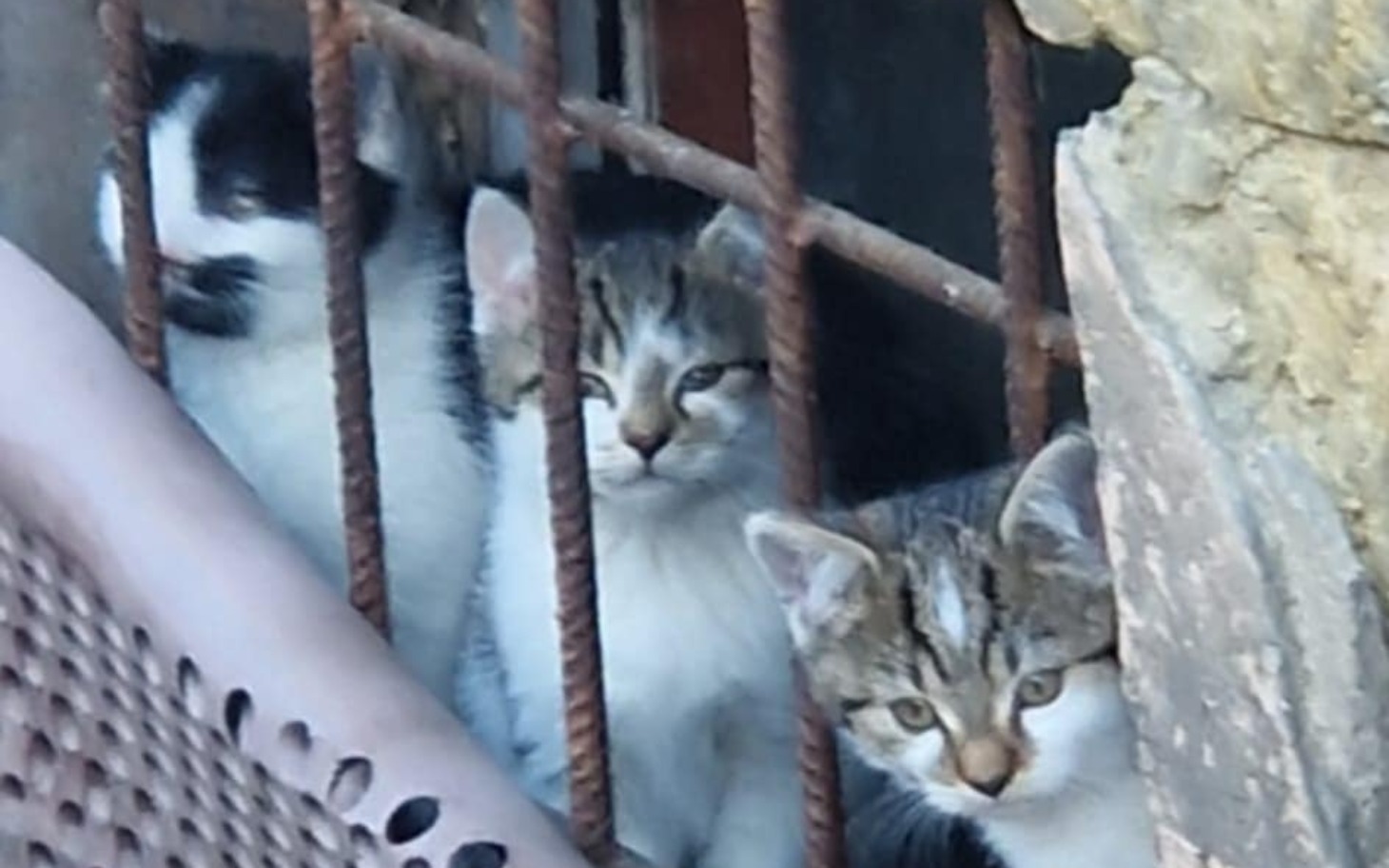 
        Trzy koty patrzące przez kraty, wyglądające na ciekawskie.
    