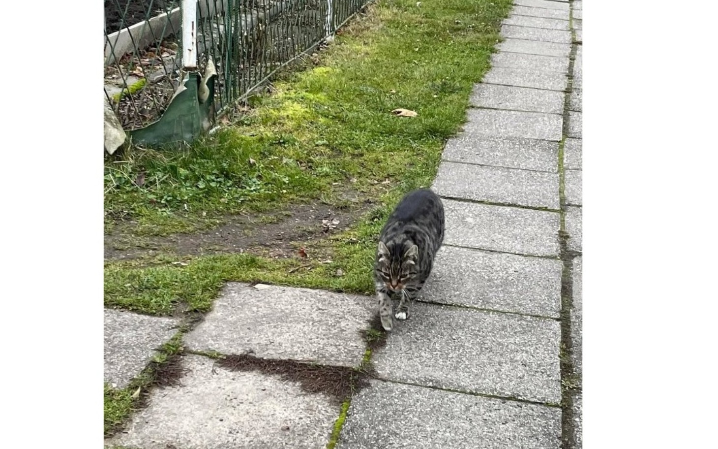 
        Kot spacerujący po chodniku, w otoczeniu zieleni.
    