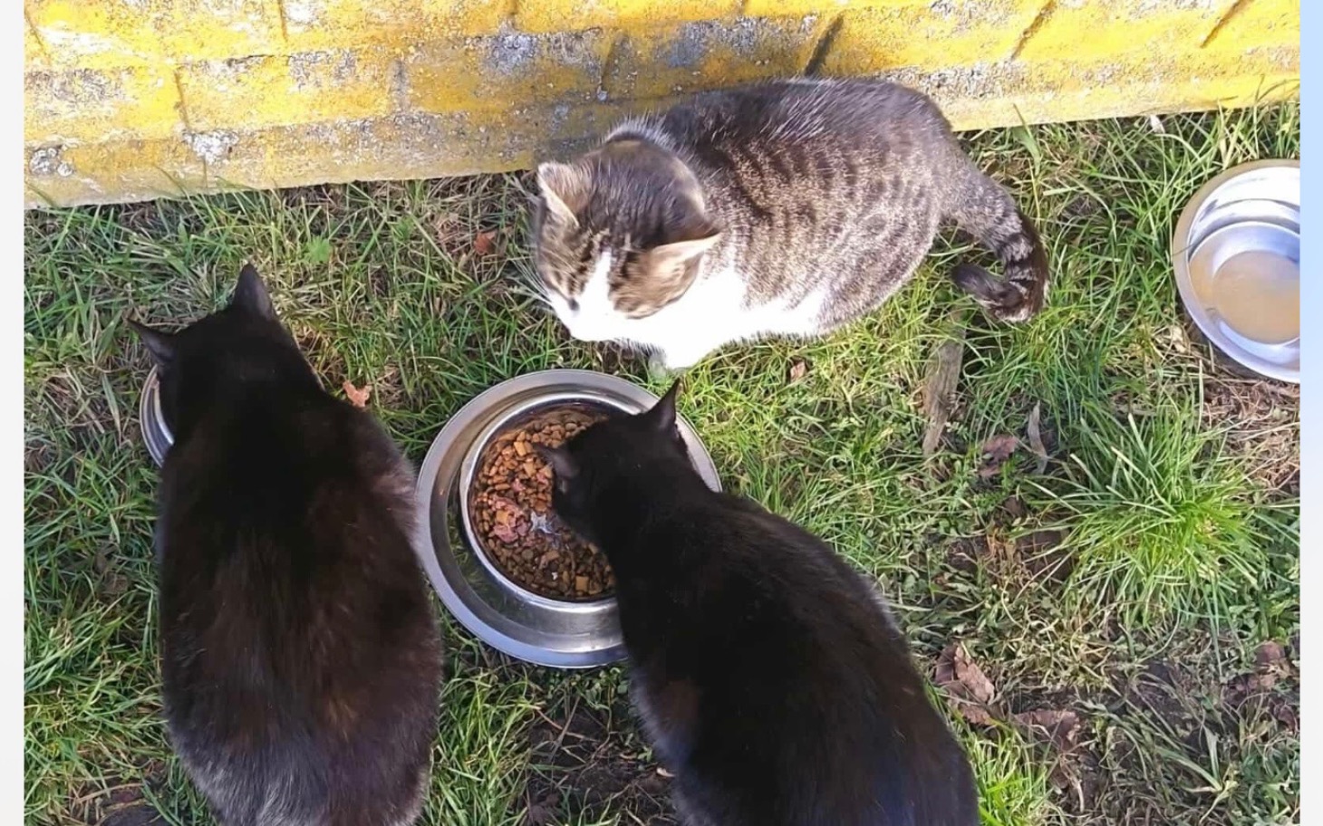 
        Trzy koty jedzące z misek na trawie.
    
