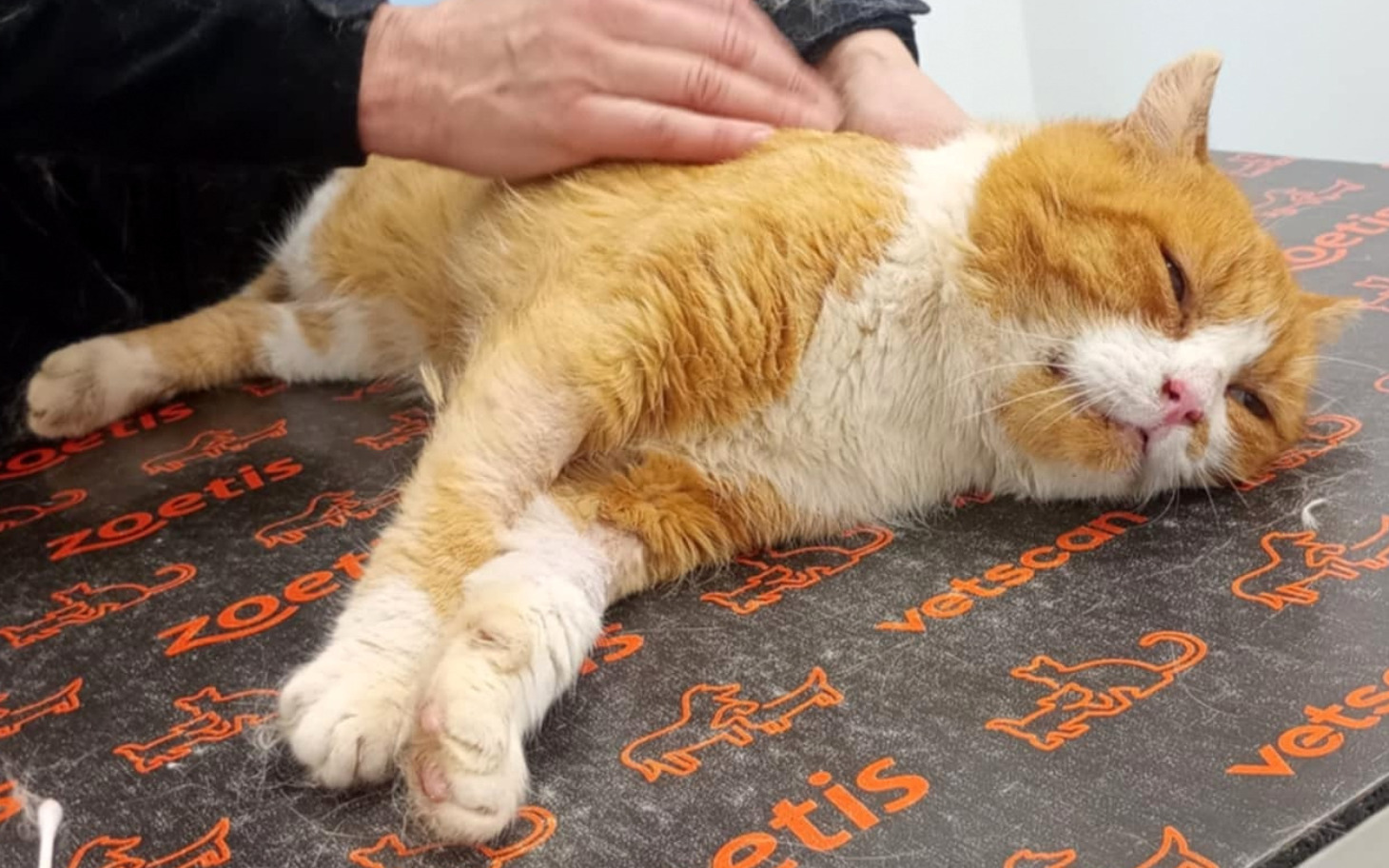 
        Kot w klinice weterynaryjnej, potrzebujący opieki.
    