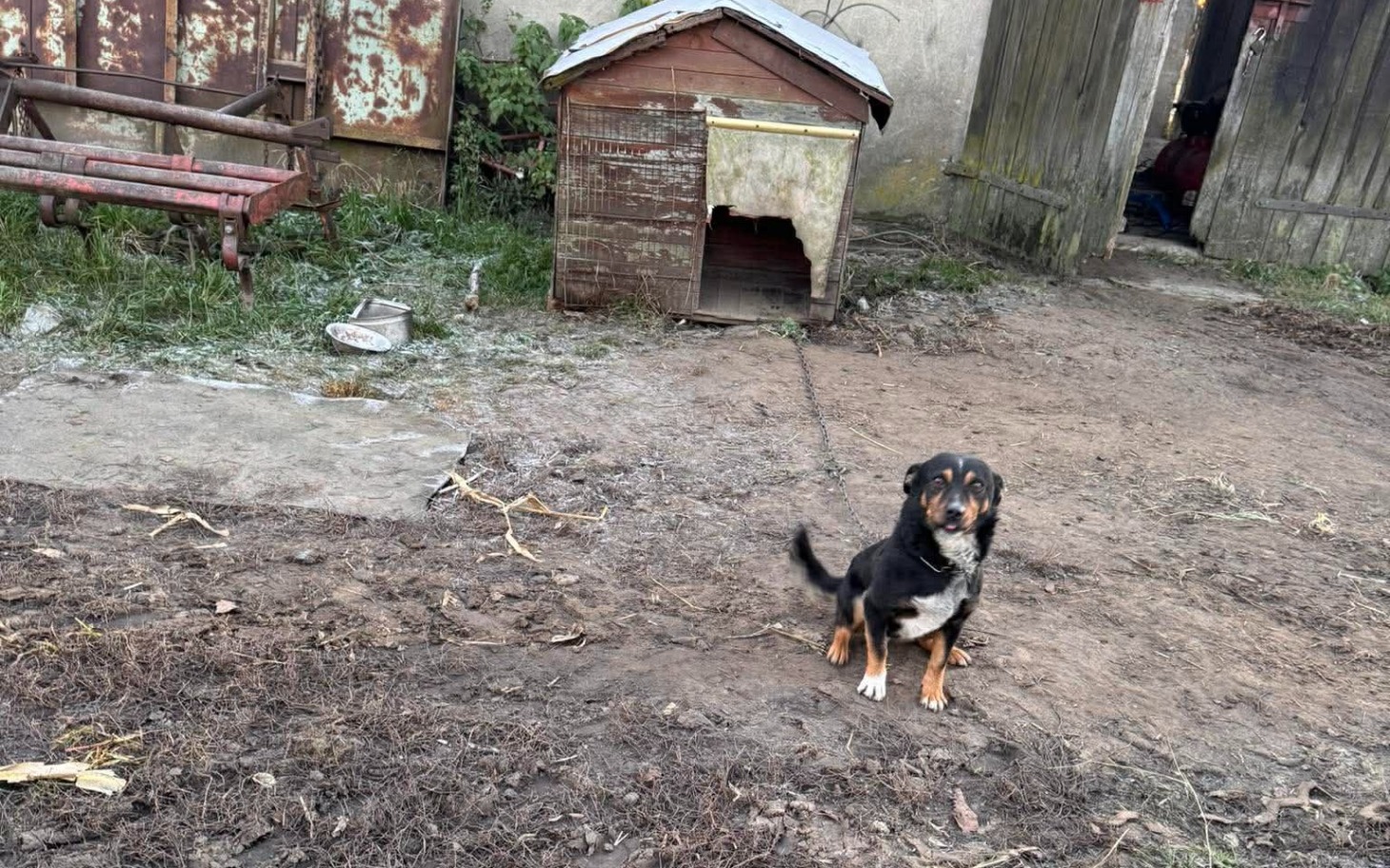 
        Pies na podwórku, czeka na swojego właściciela.
    
