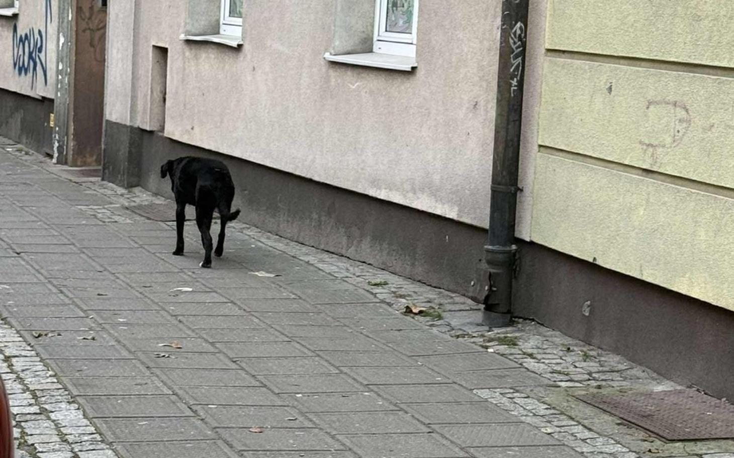 
        Czarny pies spacerujący po ulicy.
    
