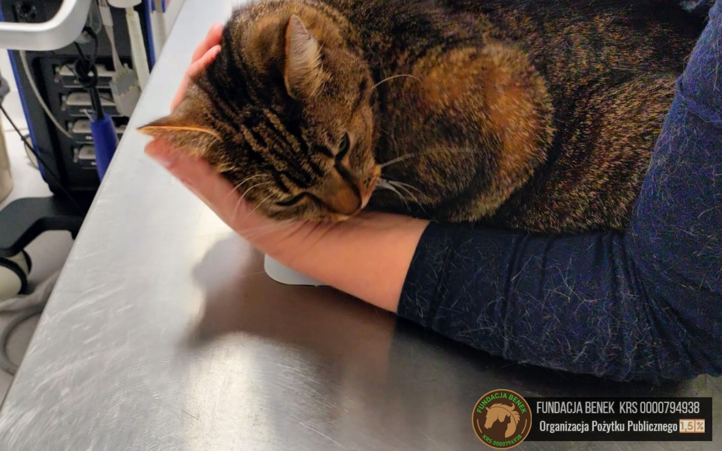 Kot leżący na rękach weterynarza, w spokojnej atmosferze.