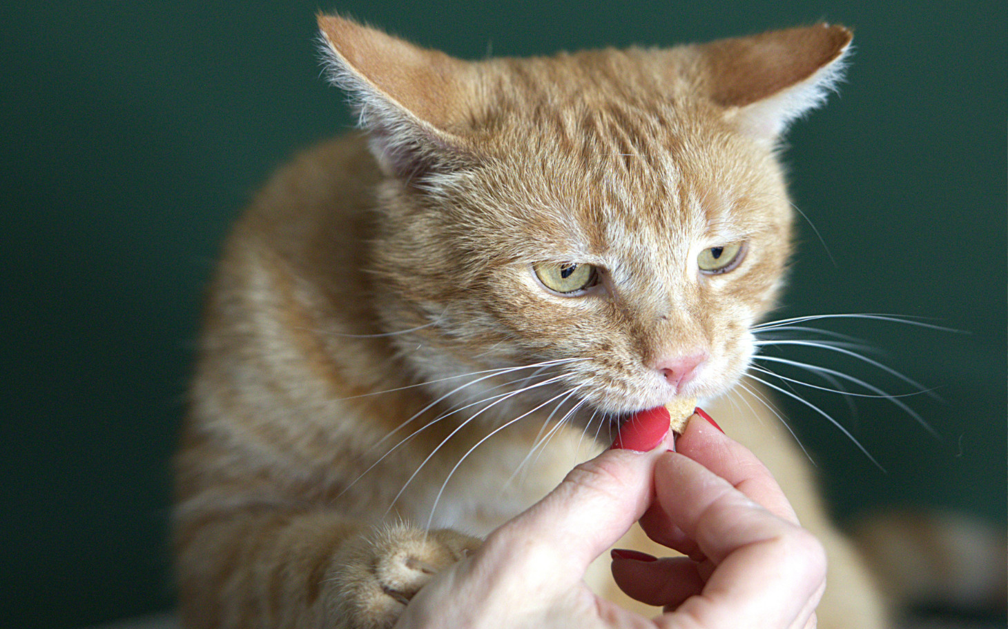 
        Rudy kot jedzący smakołyk z ręki, z zainteresowaniem wpatrujący się.
    