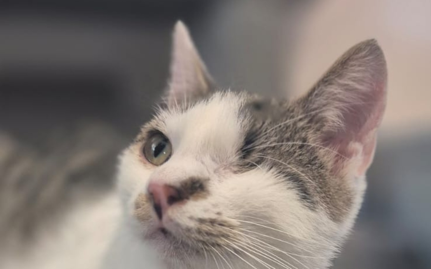 
        Kot z jednym okiem patrzący w stronę obiektywu.
    