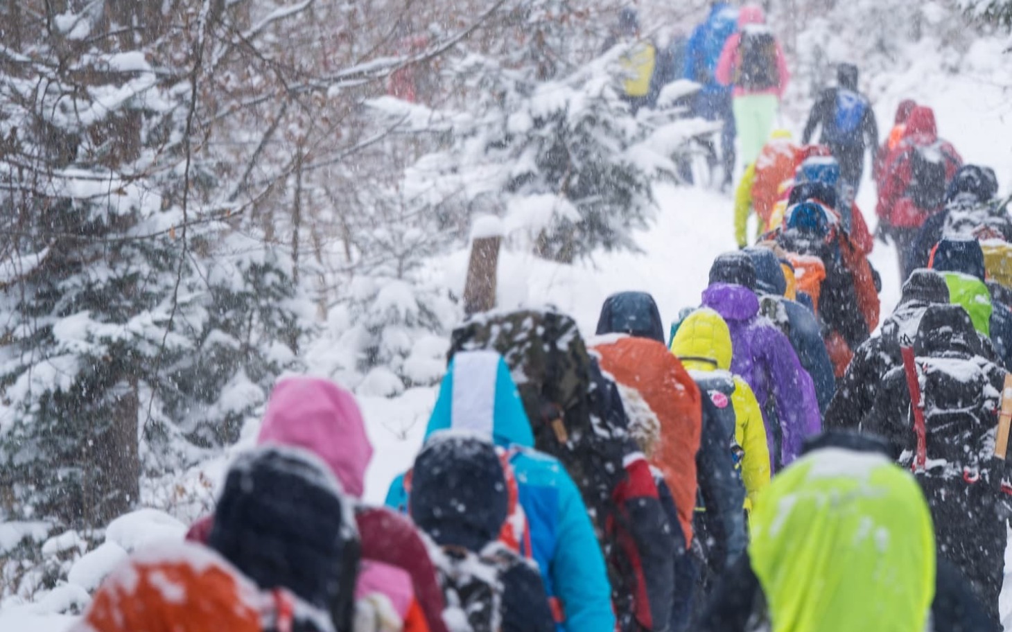 
        Grupa turystów w kolorowych kurtkach w zimowym lesie.
    