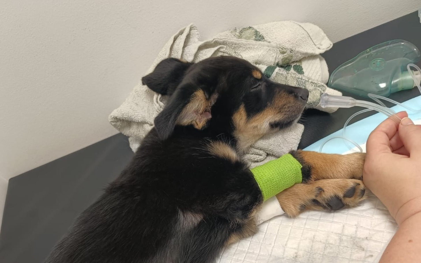 
        Szczeniak śpiący na stole, z kroplówką na łapie.
    