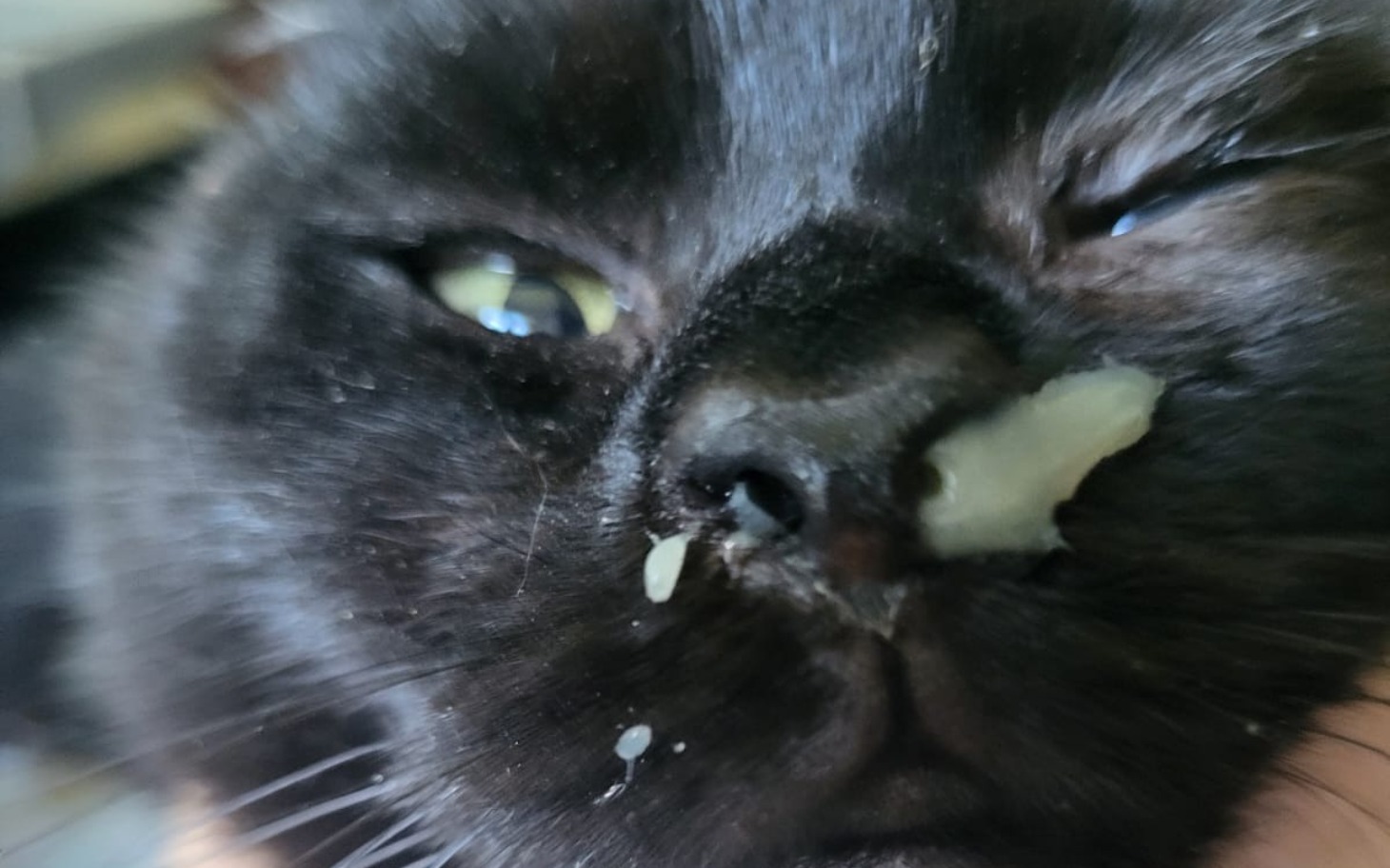 
        Czarny kot z jedzeniem na nosie.
    