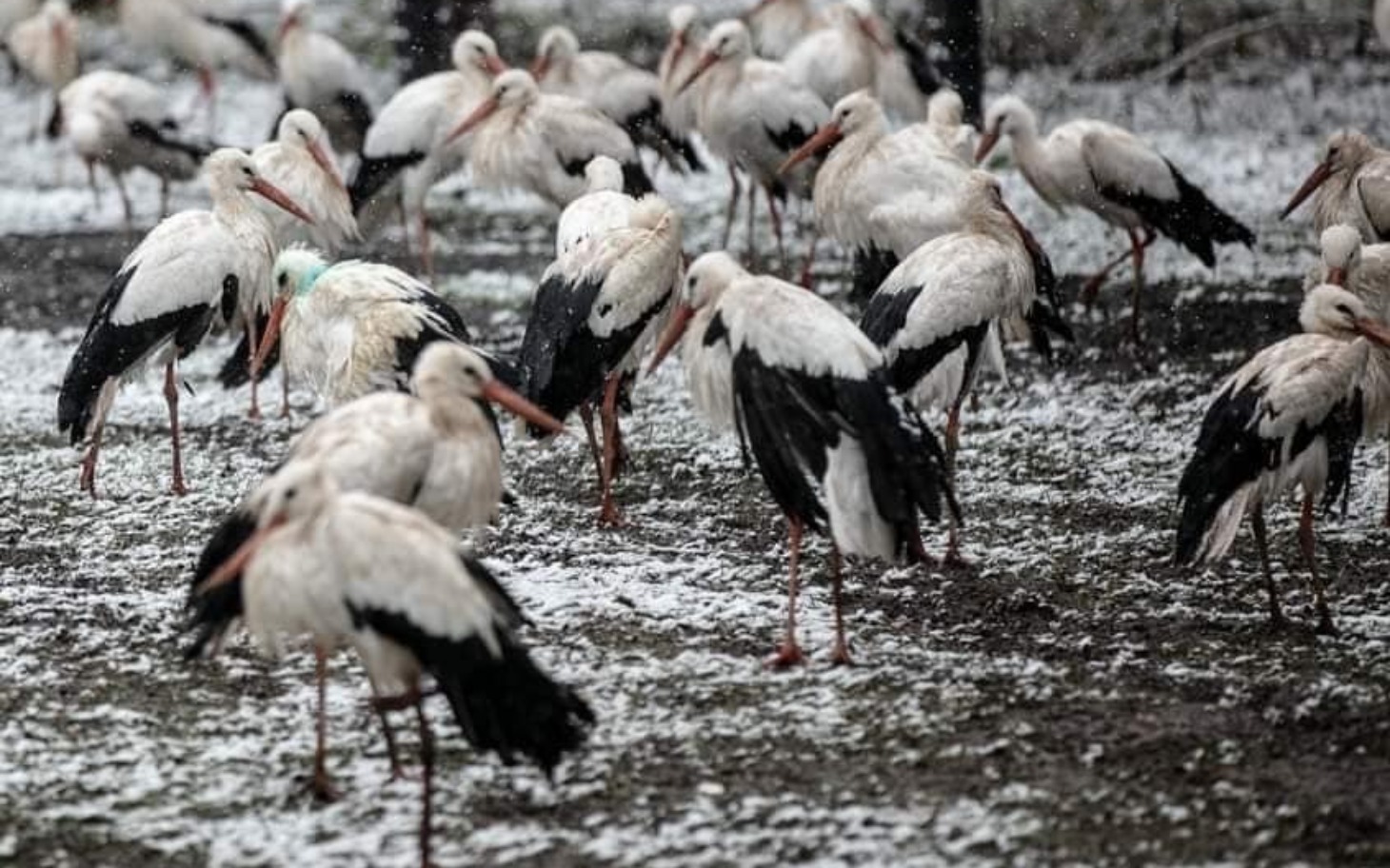
        Storki w zimowym otoczeniu, szukające pożywienia.
    