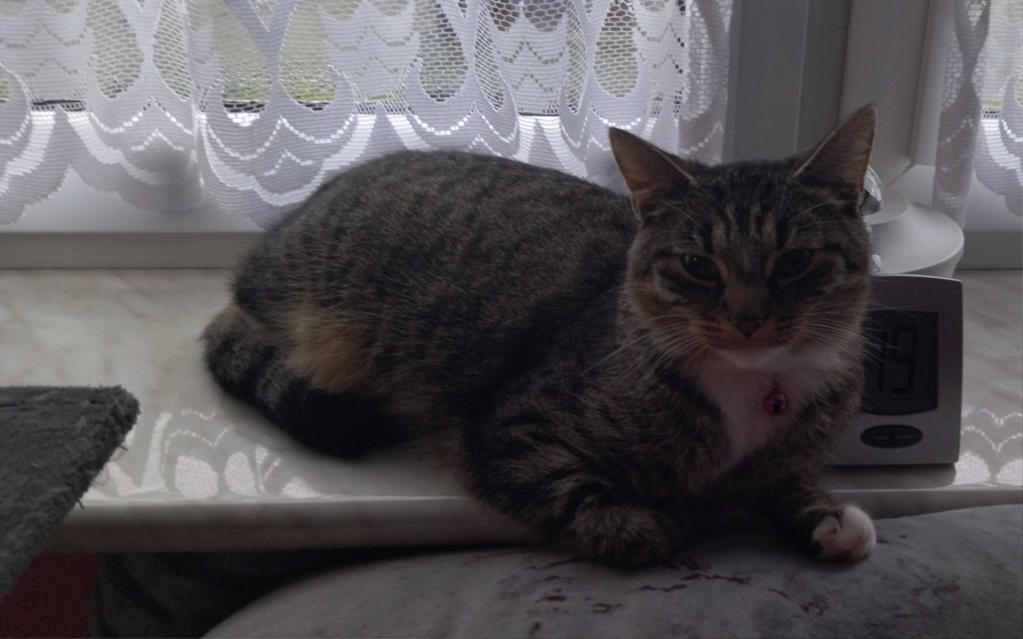 
        Kot leży na parapecie, patrząc w stronę okna.
    