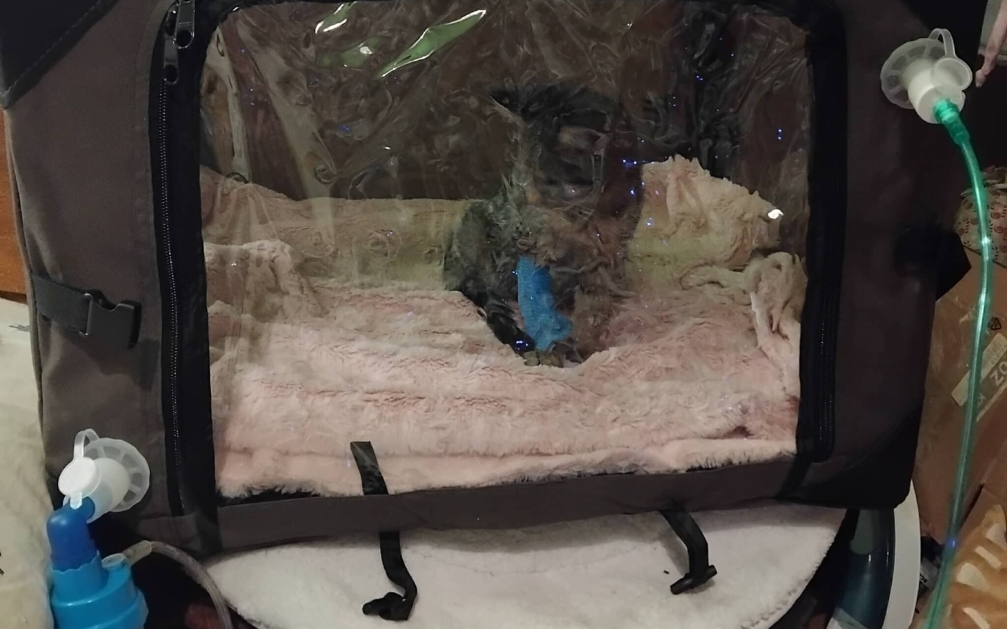 
        Mały piesek w przezroczystym transporterze, w bezpiecznym miejscu.
    