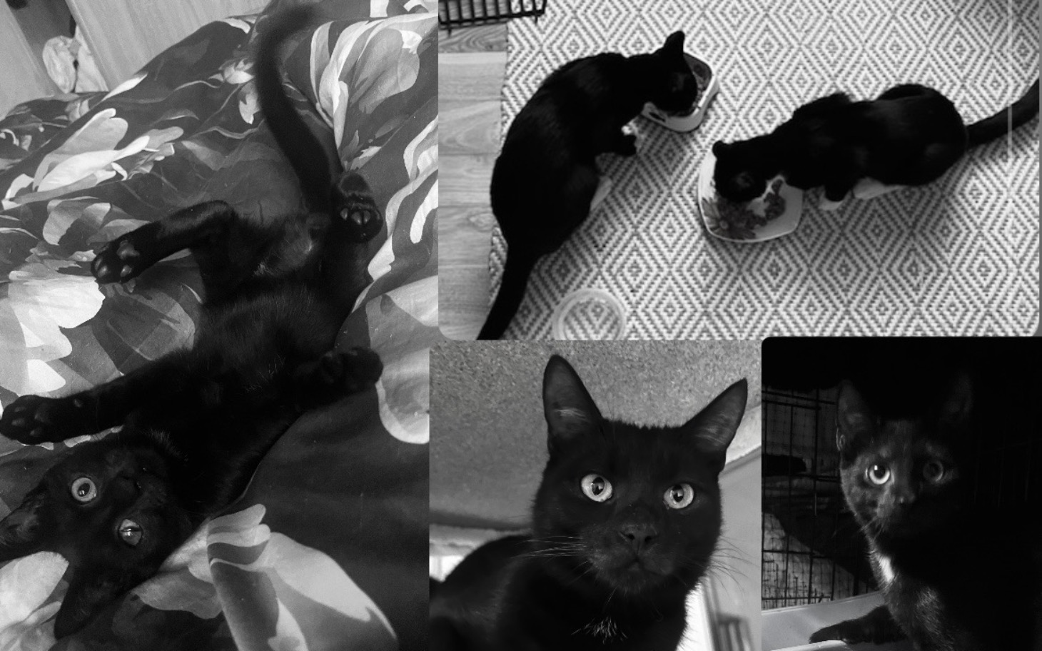 
        Czarne koty jedzące z misek, różne pozy i ujęcia.
    