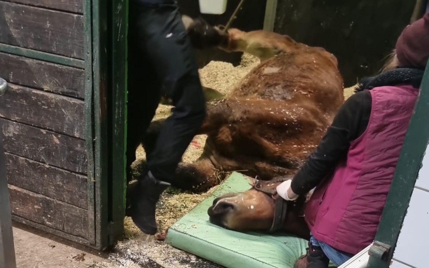 Pracownicy pomagają leżącemu koniowi w stajni.