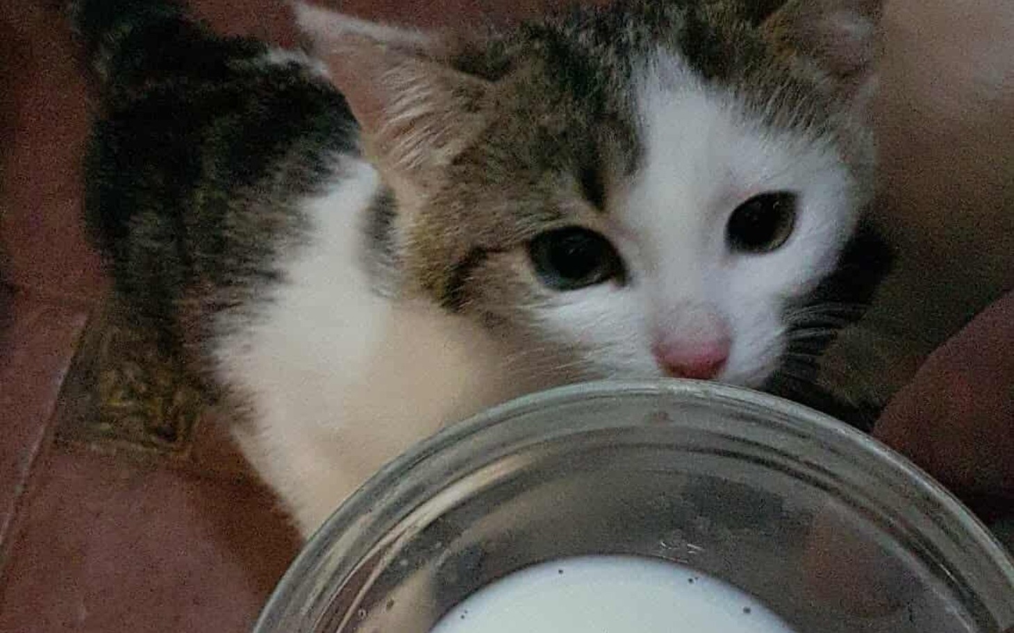 
        Młody kotek wąchający mleko w szklance.
    