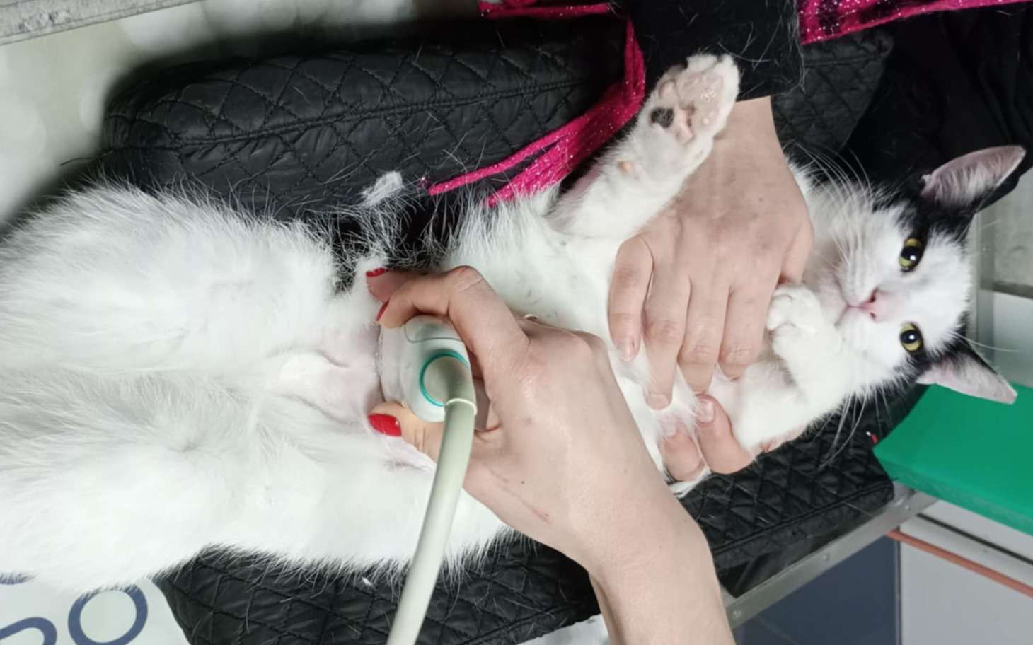 
        Kot podczas badania weterynaryjnego, leżący na stole.
    