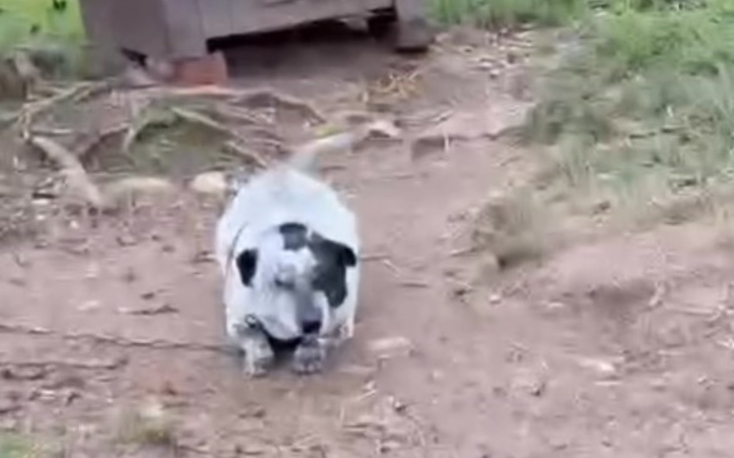 
        Pies wędrujący po leśnej ścieżce, z widocznymi korzeniami.
    