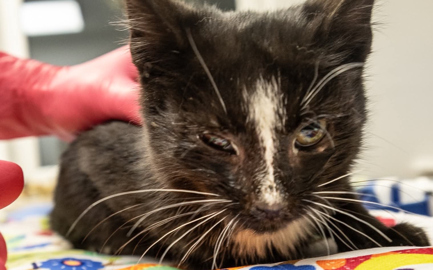 
        Mały kotek z problemem oka, na stole weterynaryjnym.
    