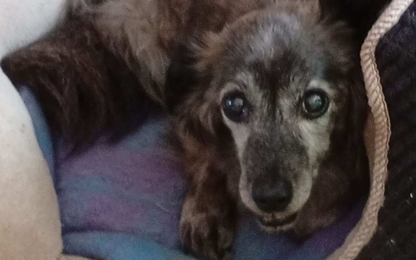 Starszy piesek odpoczywający na miękkim kocu.