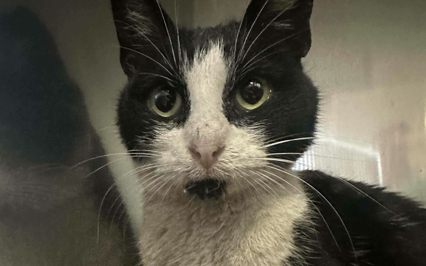 
        Czarny kot z białymi plamami, patrzy w obiektyw.
    