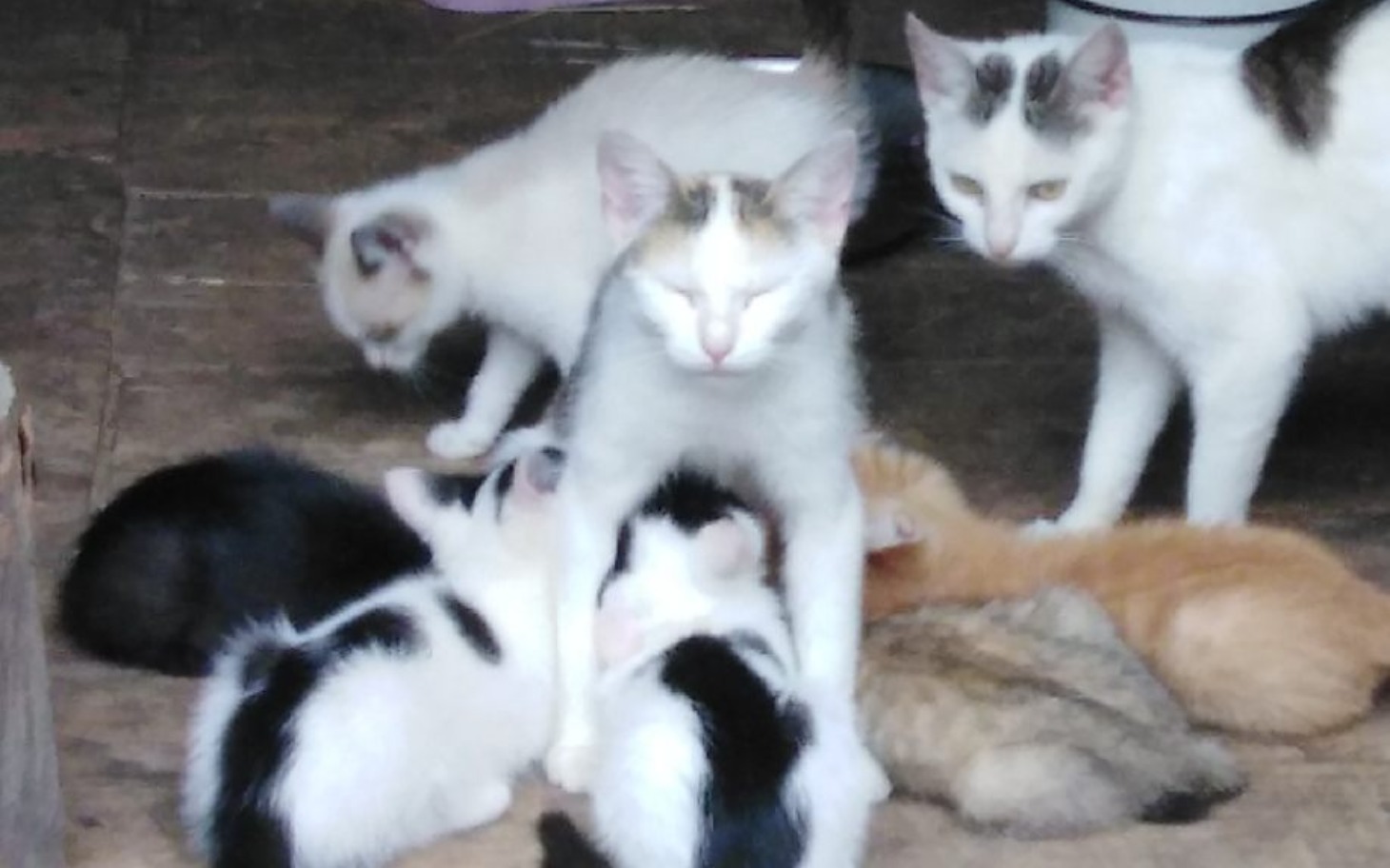 
        Plakat z informacją o zbiórce na lokal z kebabem.
    