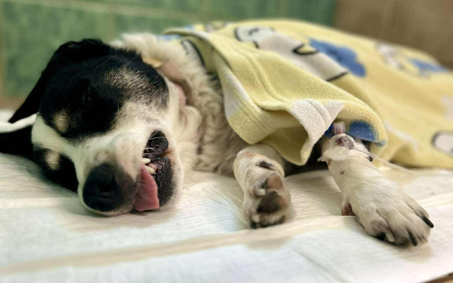 
        Chory pies leżący na łóżku, przykryty kocem, z kroplówką.
    