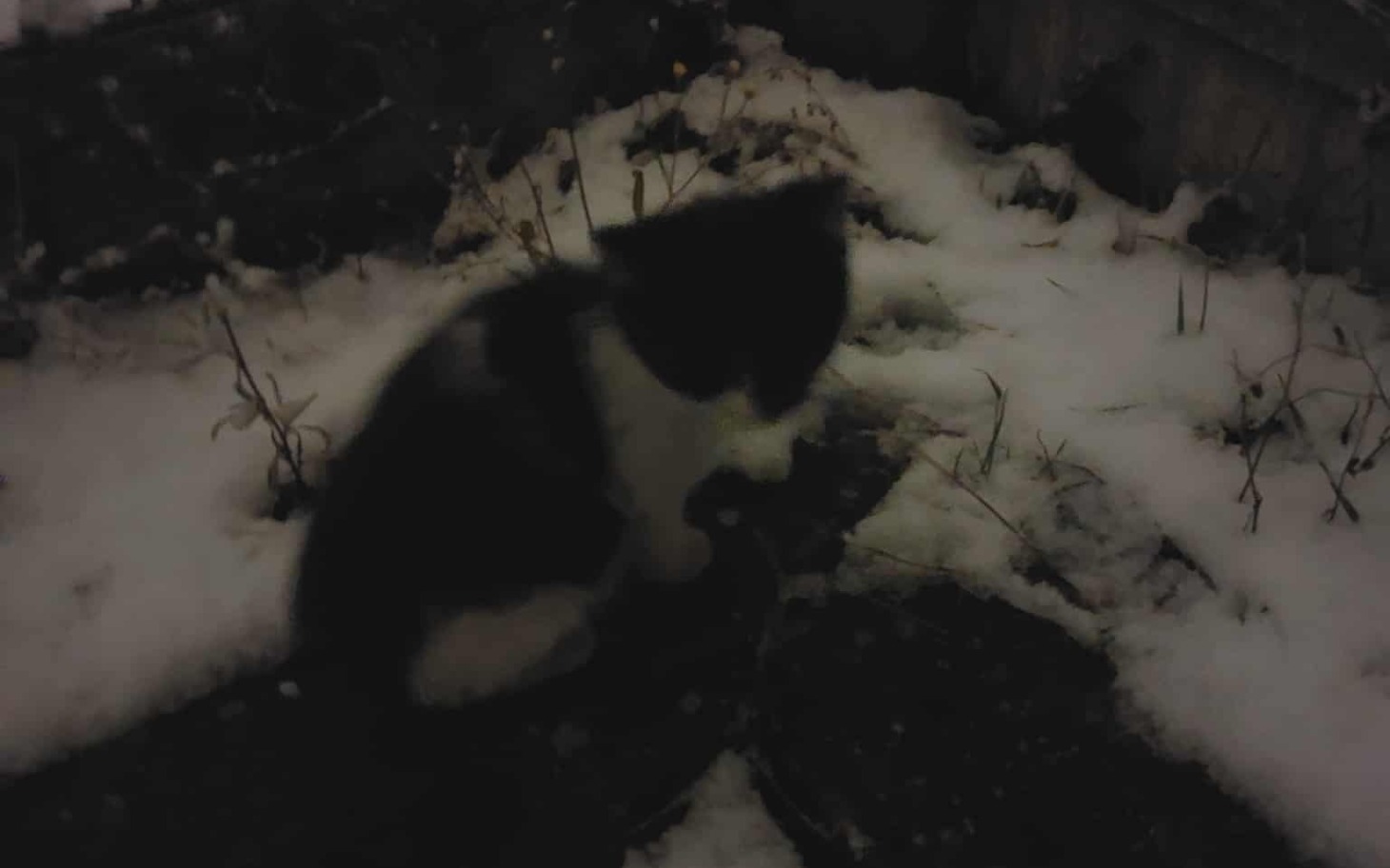 
        Kotek siedzący na śniegu, w zimowej scenerii.
    