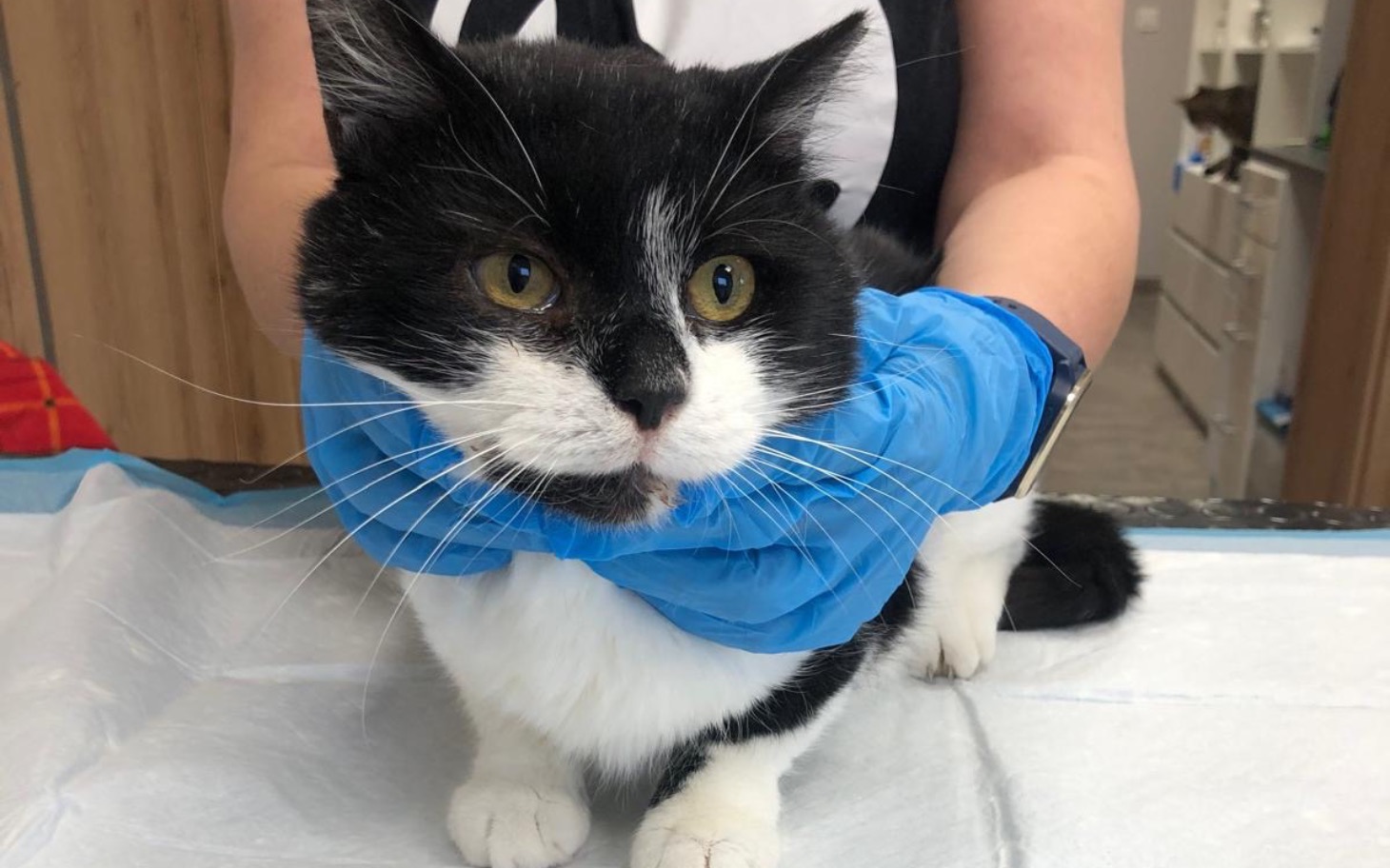 
        Kot w rękach weterynarza, wygląda na zdrowego.
    