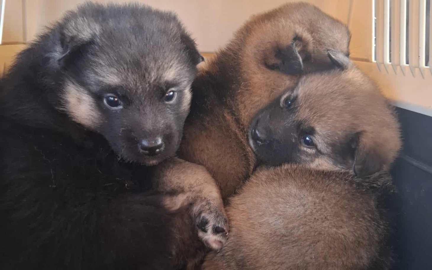 
        Słodkie szczeniaki przytulone do siebie w transporterze.
    