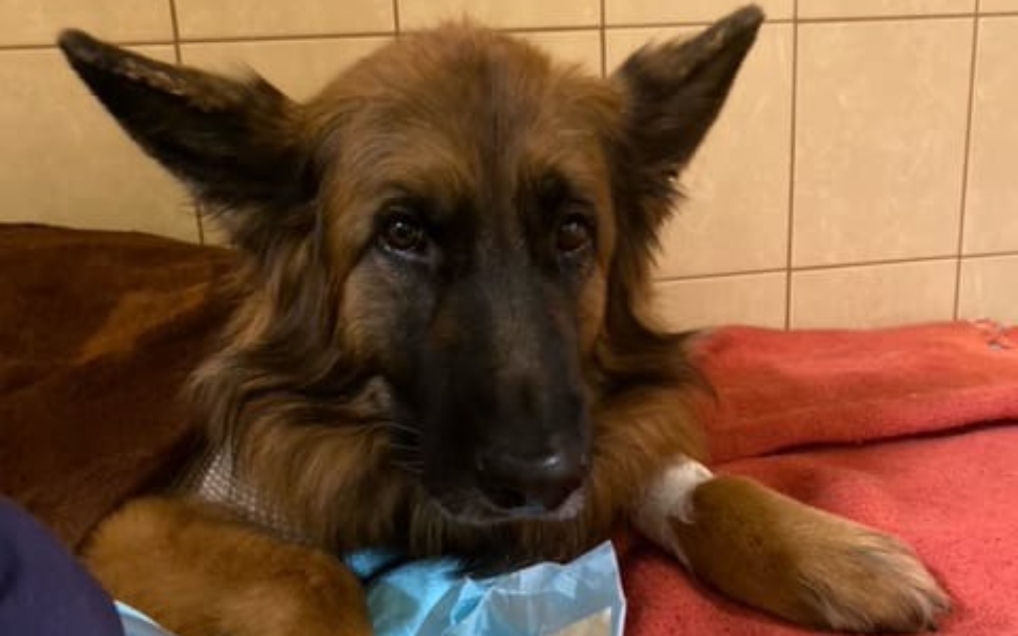 
        Pies odpoczywający na kocu, z wyrazem smutku w oczach.
    