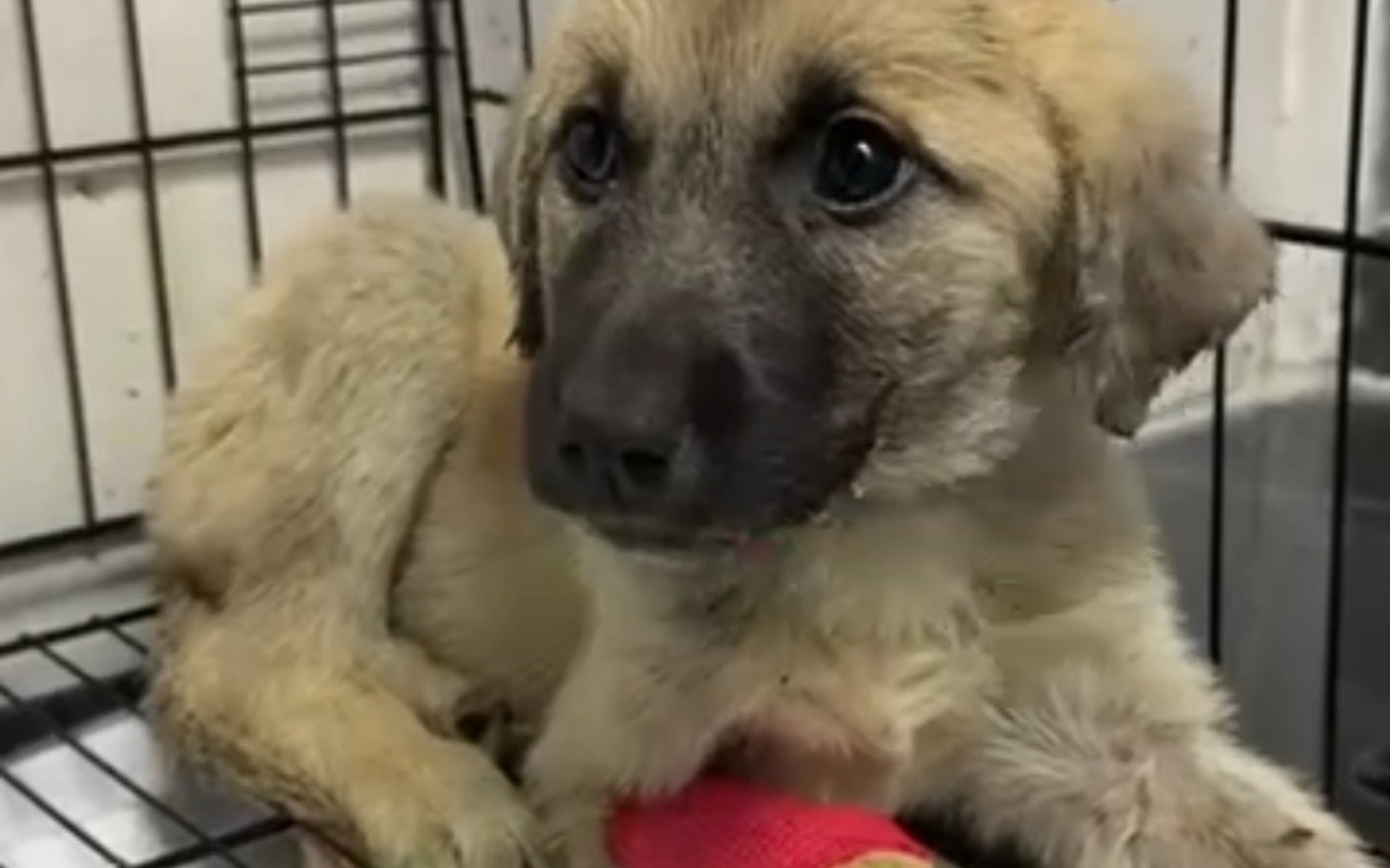 
        Szczeniak w klatce, z ciekawym spojrzeniem.
    