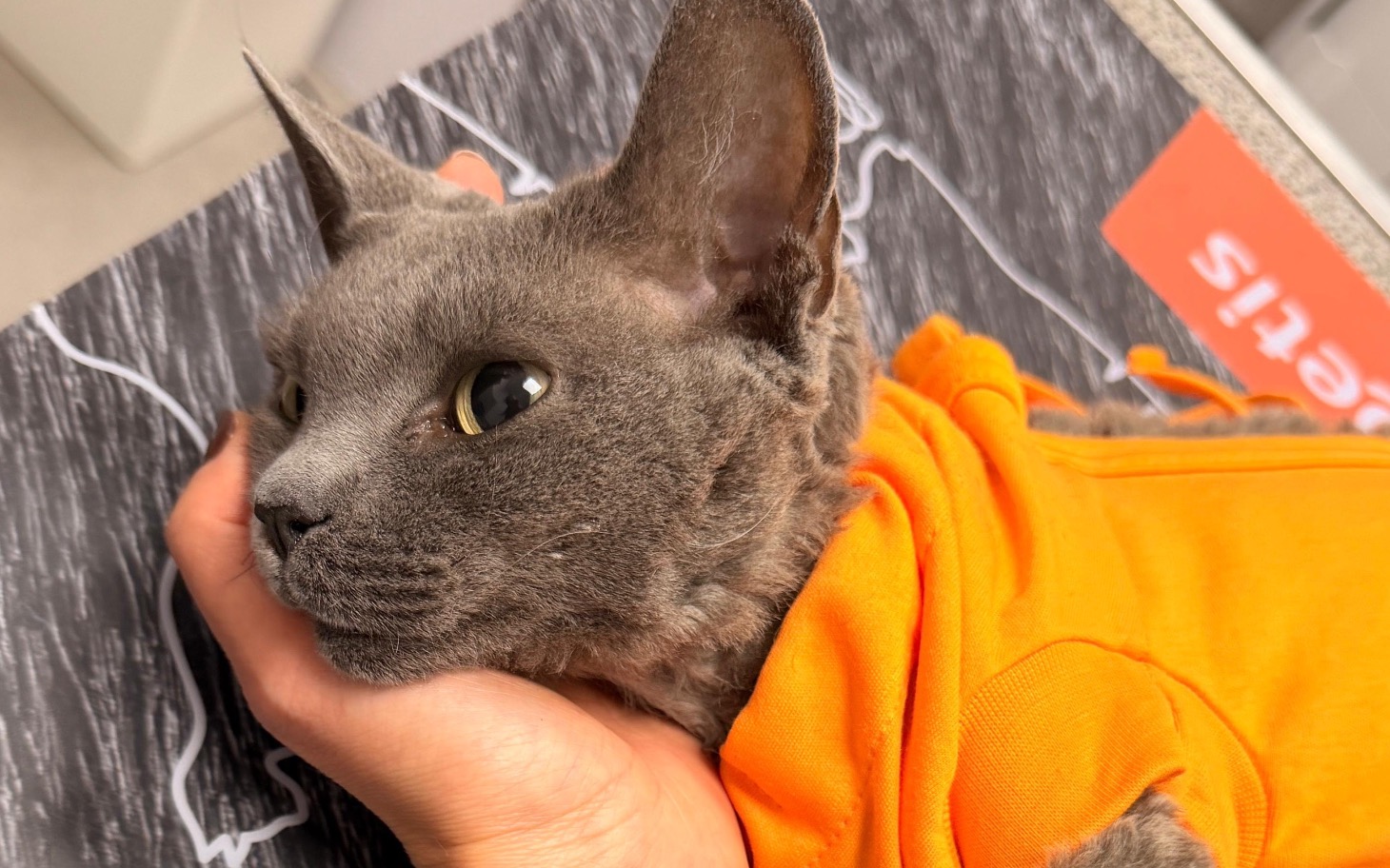 
        Szary kot w pomarańczowej bluzie leży na rękach.
    