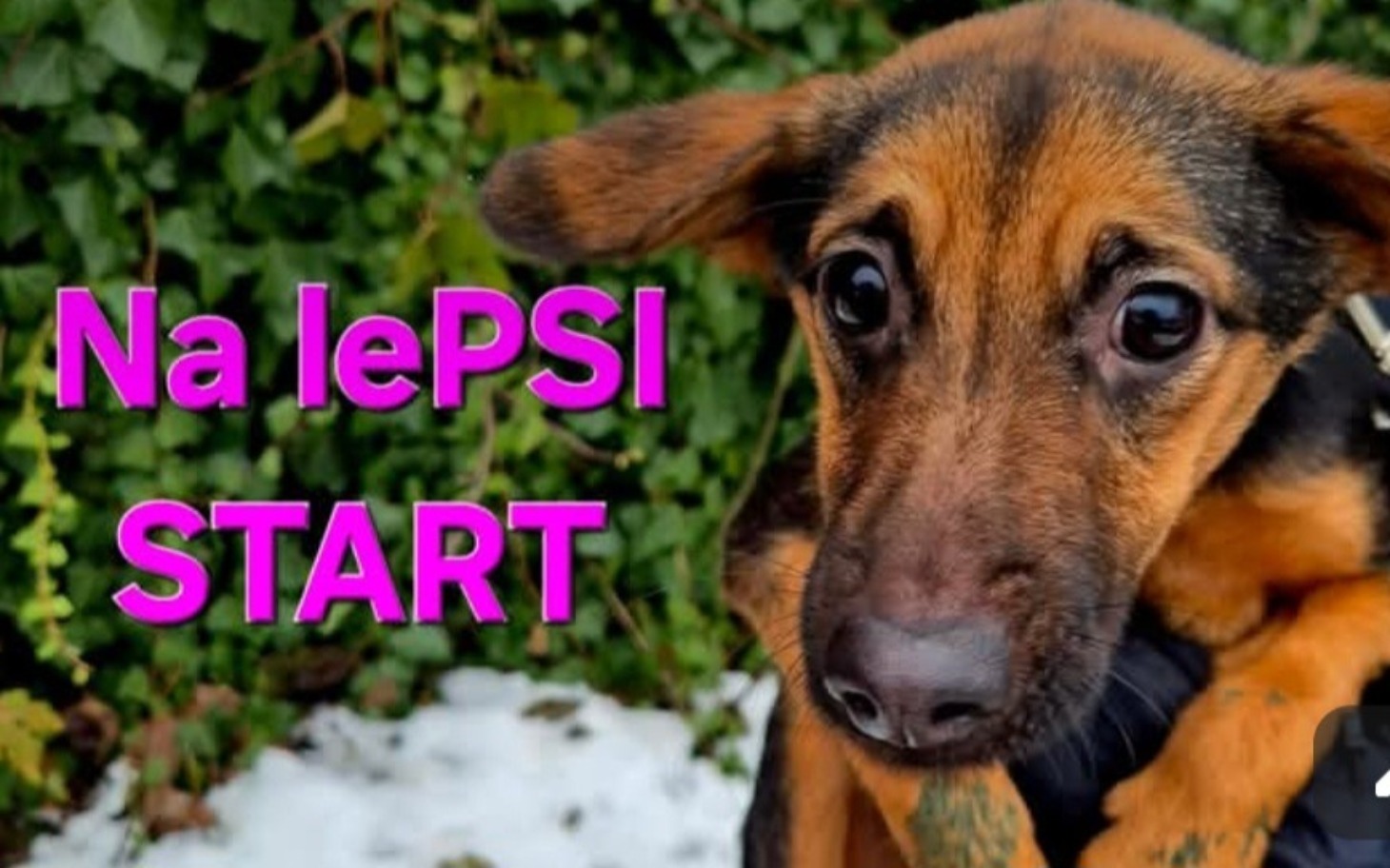 Pies z wyrazem radości, z napisem 'Na lePSI START'.