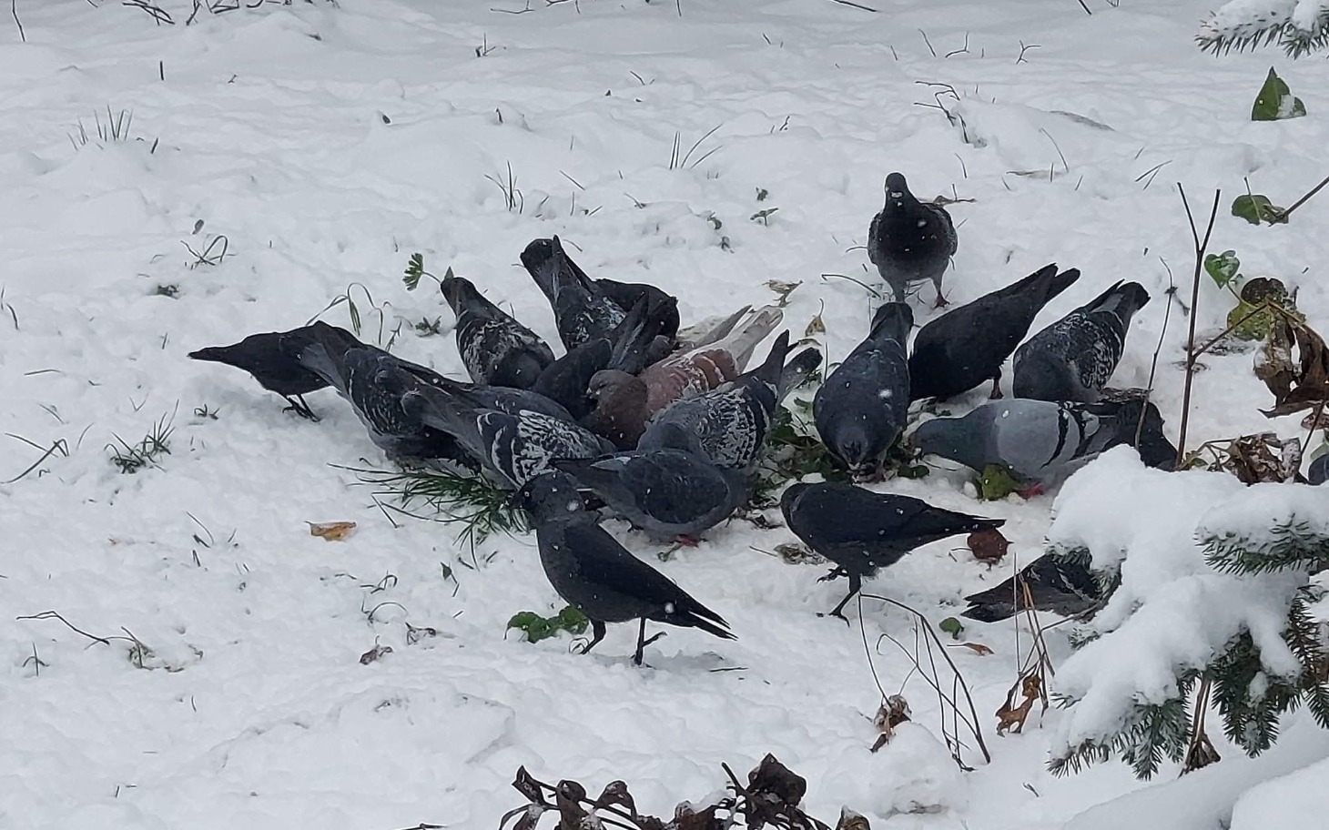 
        Stado gołębi żerujących na śniegu, w zimowej scenerii.
    