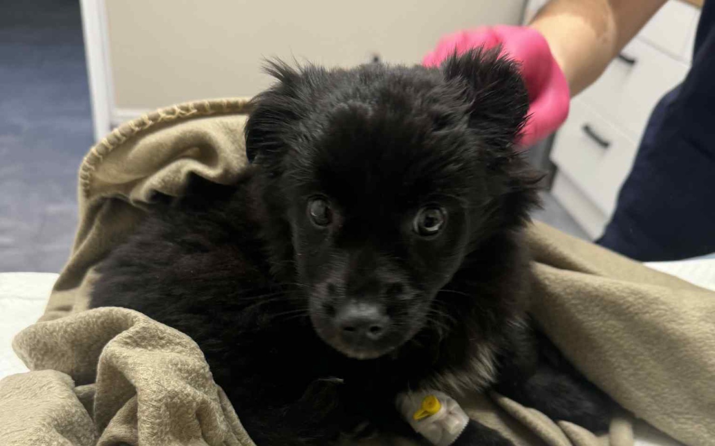 
        Mały czarny piesek owinięty w koc, wygląda na zaniepokojonego.
    