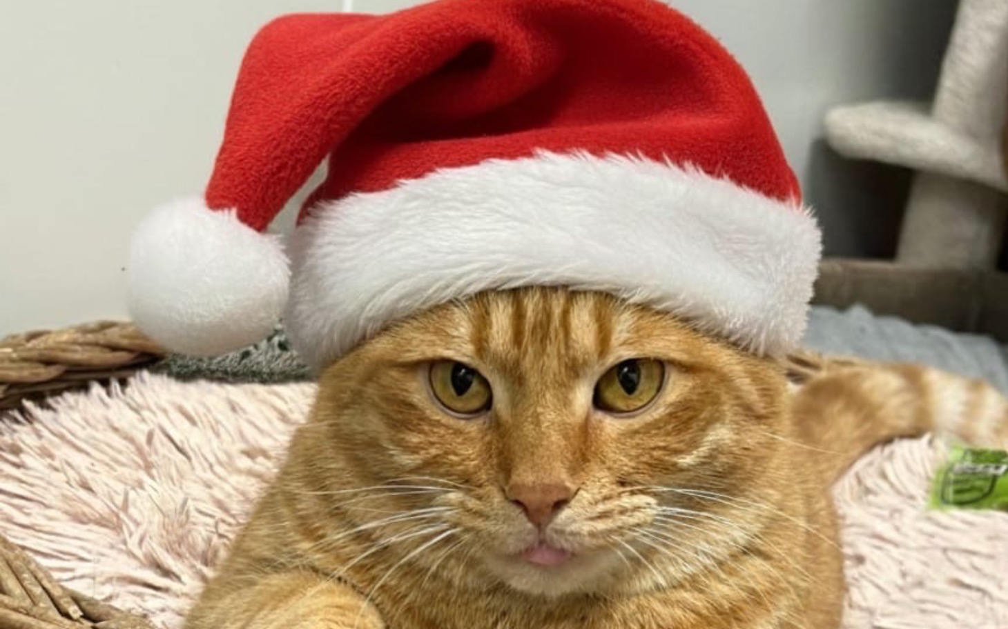 
        Kot w czapce Mikołaja, wyglądający na zadowolonego.
    
