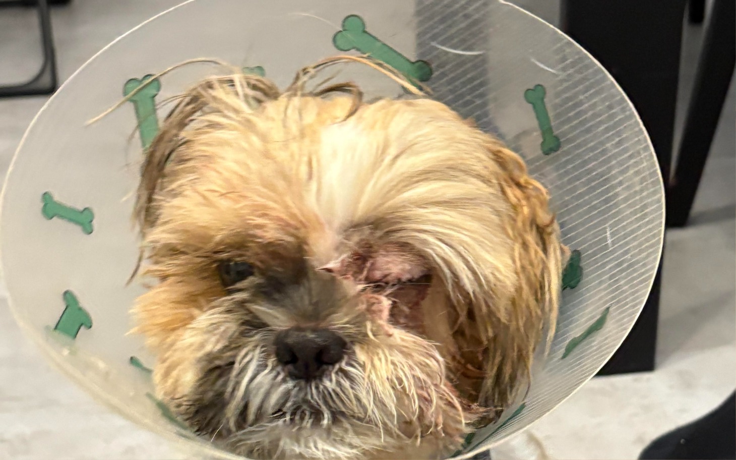 Pies w kołnierzu ochronnym, wyglądający na smutnego.