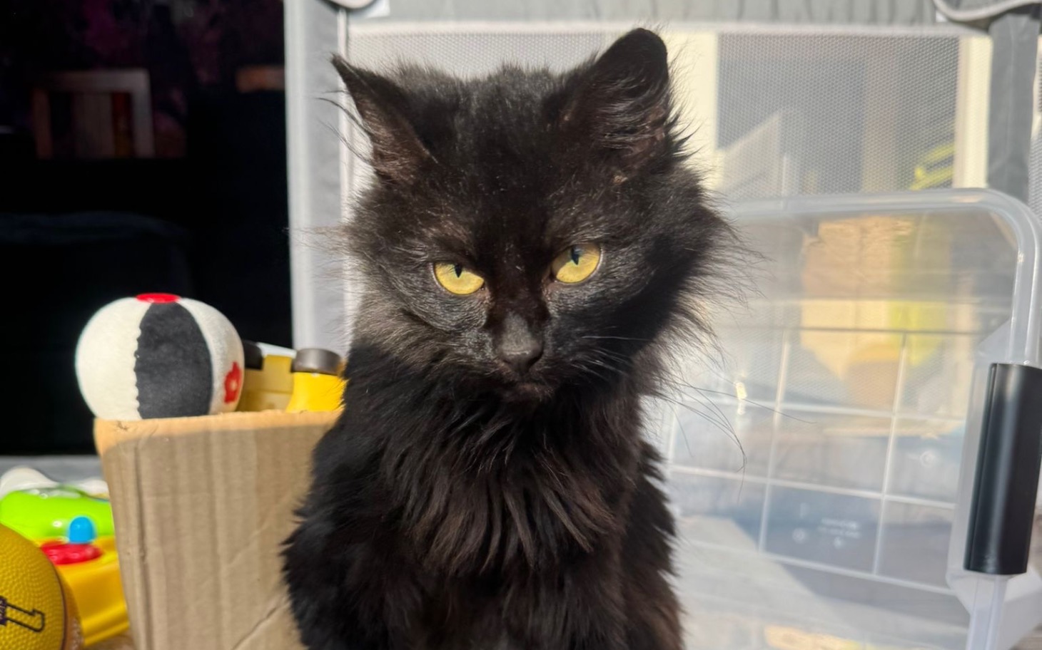 
        Czarny kot z intensywnymi żółtymi oczami.
    