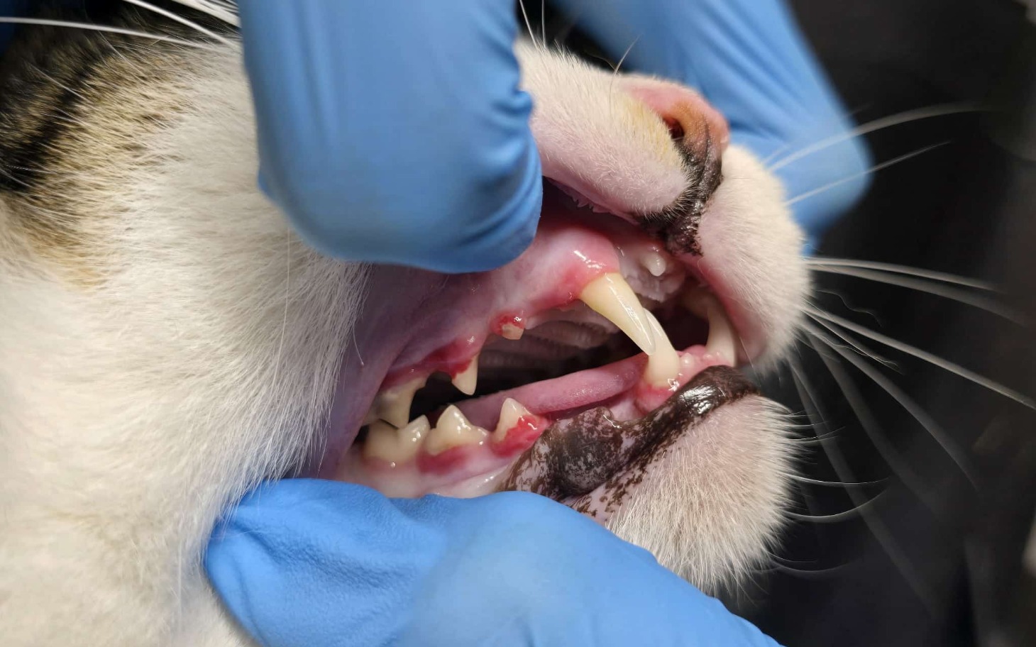 
        Weterynarz badający zęby kota.
    